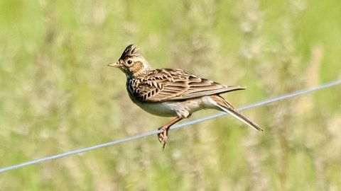 L'alouette des champs est une espèce spécialistes des milieux agricoles