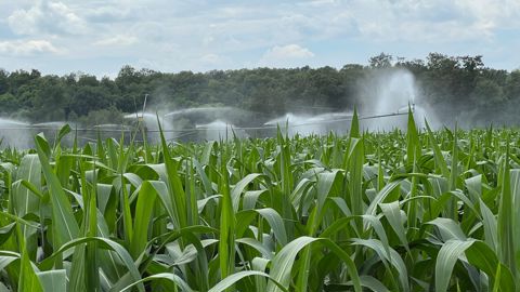 Sébastien Lecornu a annoncé un moratoire jusqu’en septembre sur les arrêtés de répartition de l’eau entre les différents usages. Les volumes prélevables cet été pour l'irrigation seront les mêmes que ceux de 2025.