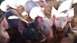 Le tribunal administratif de Rennes a accordé un sursis d’un an à l’élevage porcin Avel Vor de Landunvez (Finistère) et à la préfecture du Finistère pour compléter l’étude d’impact de l'extension de cet élevage porcin qui est contestée par des associations environnementalistes.