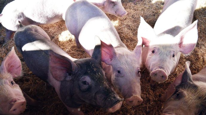 Le tribunal administratif de Rennes a accordé un sursis d’un an à l’élevage porcin Avel Vor de Landunvez (Finistère) et à la préfecture du Finistère pour compléter l’étude d’impact de l'extension de cet élevage porcin qui est contestée par des associations environnementalistes.