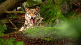 Pour la Fédération nationale ovine, les loups doivent être davantage régulés.