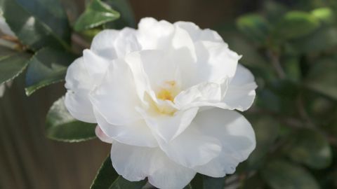 Les camélias sasanqua fleurissent dès octobre.