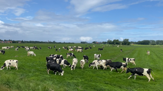 Vaches en pâture aux Pays-Bas