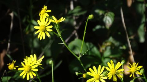 Une plante située à proximité d’un séneçon peut être contaminée par les alcaloïdes pyrrolizidiniques que cette adventice produit et qui migrent par le biais de ses racines.