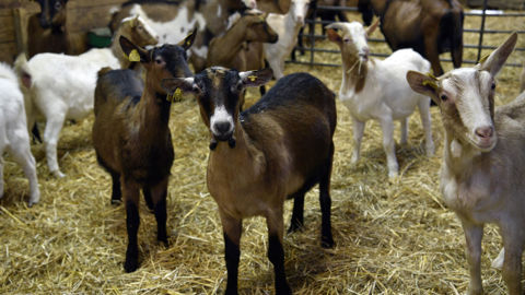 En 2025, la filière du lait de chèvre a perdu 2 % de ses producteurs.