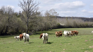 Bovins Croissance recense un recul de –1,6 à –2,3 de points de productivité globale pour les différentes races de bovins allaitants.