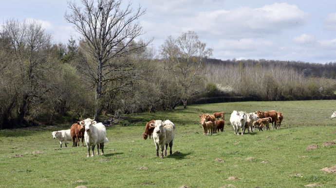 La productivité des élevages bovins allaitants s’érode depuis dix ans