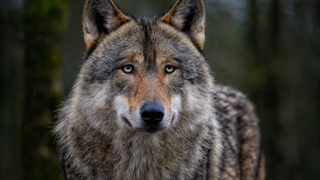 En 2025, le nombre d'attaques de loups est stable dans le département des Bouches-du-Rhône (72), mais elles ont concerné davantage de bovins.