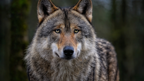 En 2025, le nombre d'attaques de loups est stable dans le département des Bouches-du-Rhône (72), mais elles ont concerné davantage de bovins.