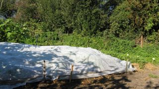 En novembre, il est temps de disposer des voiles d'hivernage sur la partie haute de certaines plantes.