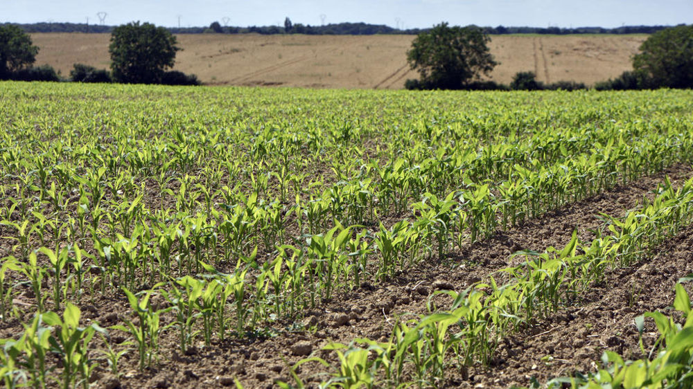 Selon la jurisprudence, la preuve des améliorations culturales peut résulter d’une comparaison des cinq premières années et des cinq dernières années d’exploitation faite au sujet des rendements et de la qualité des sols.