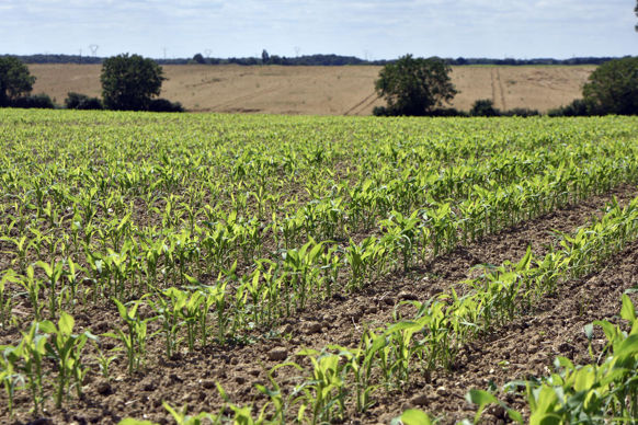 Selon la jurisprudence, la preuve des améliorations culturales peut résulter d’une comparaison des cinq premières années et des cinq dernières années d’exploitation faite au sujet des rendements et de la qualité des sols.
