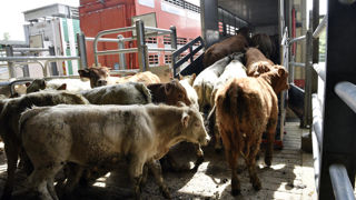 Les exportations de bovins situés en zones vaccinales vers le Kosovo et l'Espagne, peuvent reprendre.