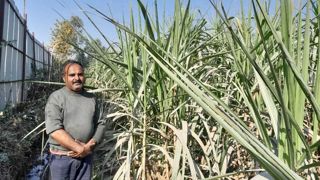 Un producteur de canne à sucre dans son champ à Vikasnagar, Dehradun.