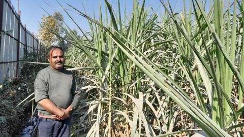 Un producteur de canne à sucre dans son champ à Vikasnagar, Dehradun.