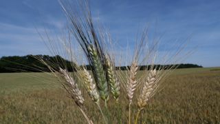 Pastiers et semouliers estiment que l'utilisation de semences certifiées de blé dur est une « garantie » pour leur qualité, mais constatent « la diminution forte des productions de semences de blé dur ».