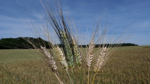 Pastiers et semouliers estiment que l'utilisation de semences certifiées de blé dur est une « garantie » pour leur qualité, mais constatent « la diminution forte des productions de semences de blé dur ».