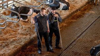 Deux éleveurs dans une stabulation de vaches laitières