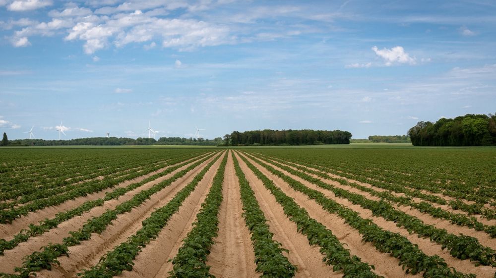Parcelle de pommes de terre