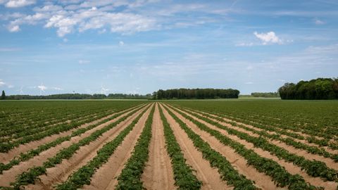 Les surfaces françaises en pommes de terre de conservation ont grimpé de 23 % en deux ans.
