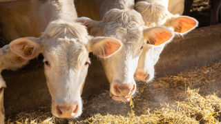 Le montant ajusté du niveau de base de l’aide bovine s’établit à 55,50 € par UGB et celui du niveau supérieur à 102 € par UGB.