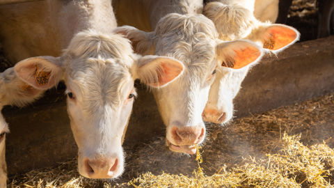 Le montant ajusté du niveau de base de l’aide bovine s’établit à 55,50 € par UGB et celui du niveau supérieur à 102 € par UGB.