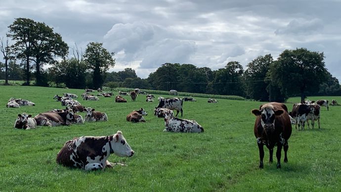 En système très herbager, le niveau faible des charges permet de supporter la baisse de production en cas de monotraite.