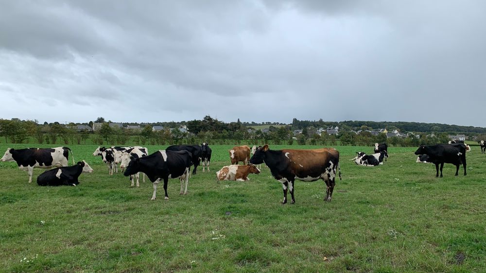 Vaches laitières au pâturage à Hillion 22