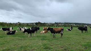 Vaches laitières au pâturage à Hillion 22