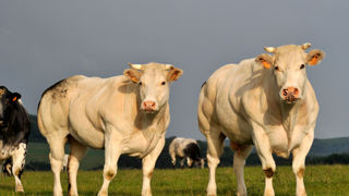 Les abattages de gros bovins ont reculé de 6,3 % en décembre 2025 par rapport à 2024.