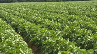 La filière des pommes de terre française a un avenir, affirme Geoffroy d’Evry, président de l’UNPT, mais « seulement si celle-ci ne se construit pas en fragilisant ceux qui produisent ».