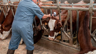 Face aux violences subies par les vétérinaires, le Sénat plaide pour qu'ils disposent des mêmes outils juridiques de défense que les médecins ou les maires lorsqu'ils sont attaqués dans l'exercice de leurs fonctions.