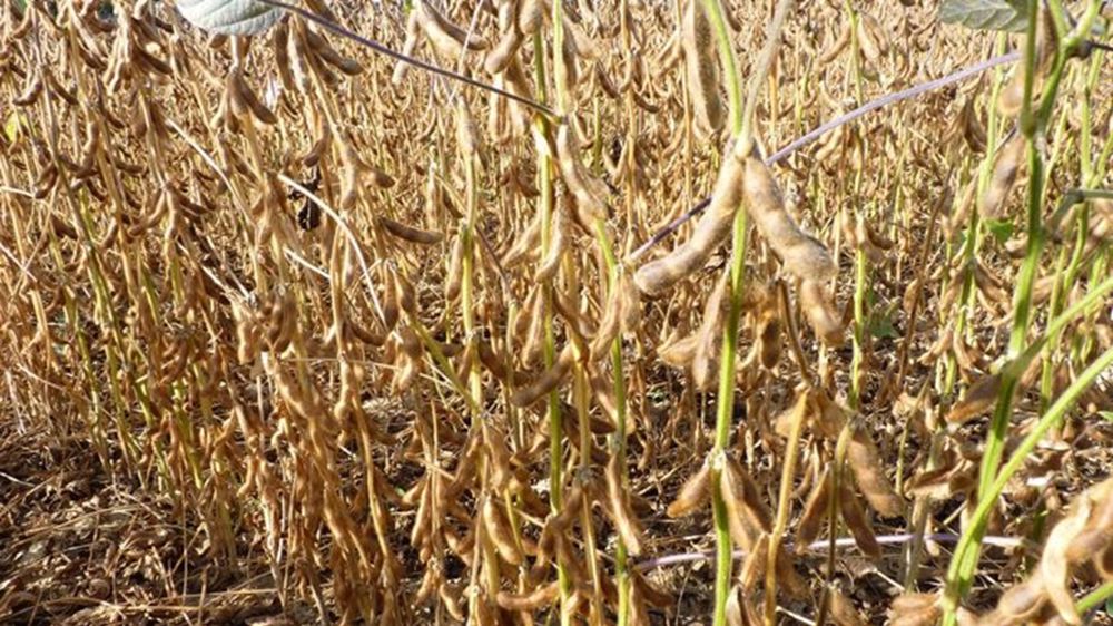 Les cours du soja bénéficient de la perspective d'une demande forte.