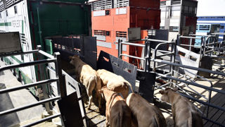 Les négociations avec l'Italie et l'Espagne ne sont pas finies. La France tente de lever les conditions, grâce à un gain de confiance progressif.