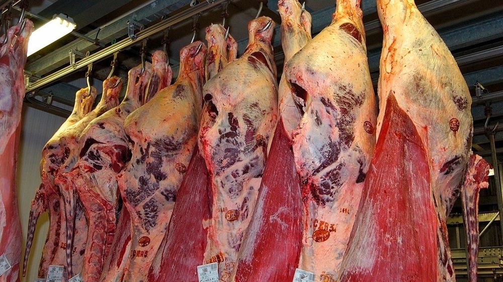 Viande bovine en abattoir