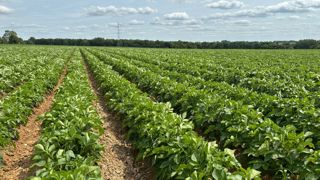 Selon l'UNPT, les prix des contrats proposés en 2026 sont en recul de 25 % par rapport à la campagne précédente.