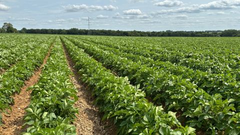 Selon l'UNPT, les prix des contrats proposés en 2026 sont en recul de 25 % par rapport à la campagne précédente.