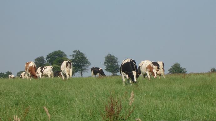 Vaches laitières dans un pré