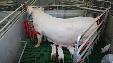 L’activité de la truie impacte les performances de ses porcelets.