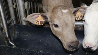 L'Institut de l’élevage prévoit une nouvelle érosion de la production de viande de veau française en 2026.