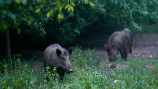 En Ardèche, le piégeage des sangliers n'est autorisé dans toutes les communes du département.