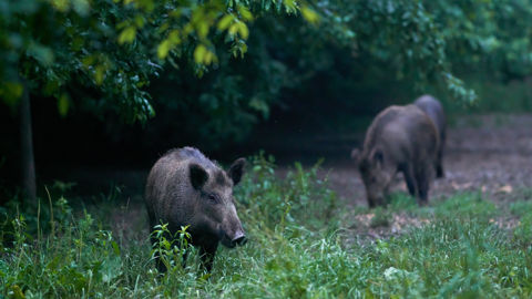 En Ardèche, le piégeage des sangliers n'est autorisé dans toutes les communes du département.