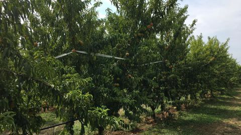 En France, l'huile de paraffine est homologuée principalement en arboriculture en tant que substance active insecticide.