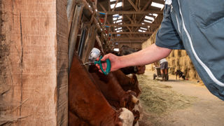 Une deuxième vague de vaccination sera lancée en priorité dans les zones de l'est de la France (Auvergne-Rhône-Alpes et Bourgogne Franche Comté) avant la mise à l'herbe des bovins.