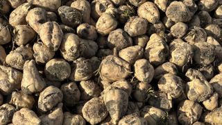 Cristal Union dresse le bilan de sa campagne de 2025-2026 et affiche un rendement supérieur à sa moyenne quinquennale.