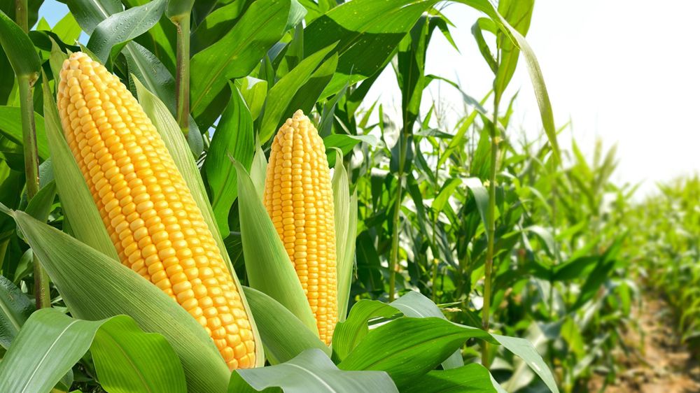 L'USDA indique désormais tabler sur 83,82 millions de tonnes de maïs américain exporté pour la campagne 2025-26.