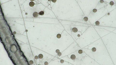 Des racines entourées de champignons mycorhiziens.