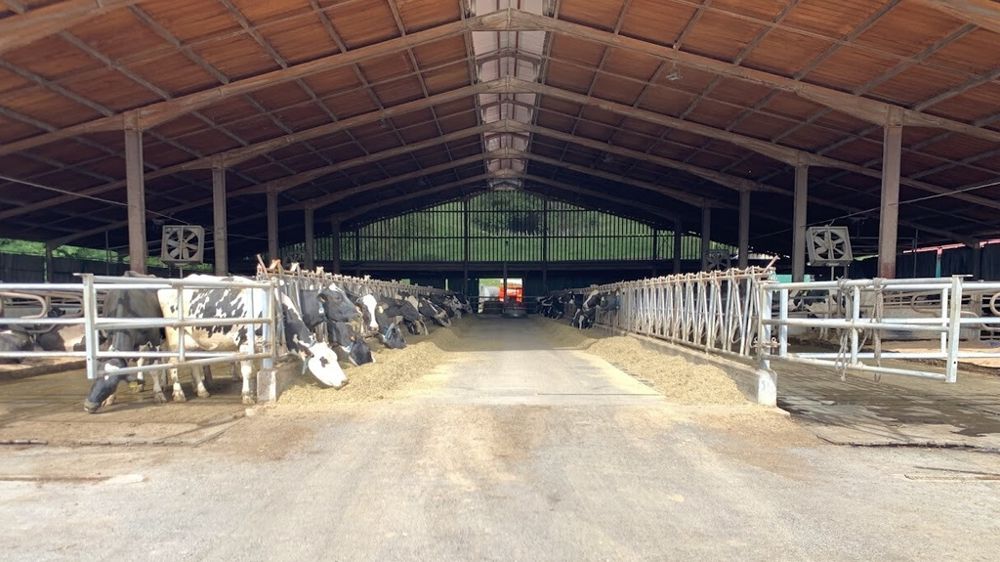 Ferme laitière espagnole