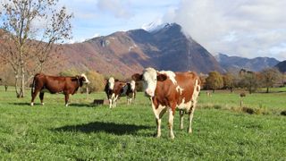 A Faverges, en Haute-Savoie, des vaches et des génisses nouvellement arrivées à l'automne 2025 pour reconstituer les cheptels décimés.