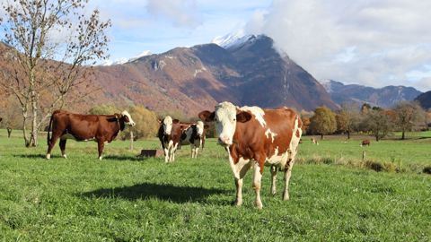 A Faverges, en Haute-Savoie, des vaches et des génisses nouvellement arrivées à l'automne 2025 pour reconstituer les cheptels décimés.